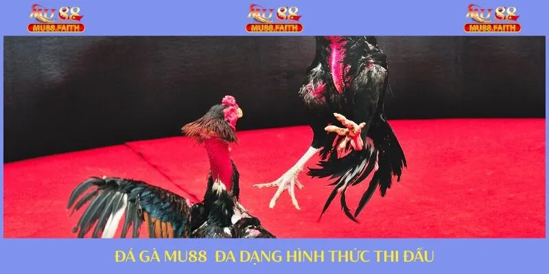 ĐÁ GÀ 5 Nhiều hình thức được cập nhật ở các sảnh