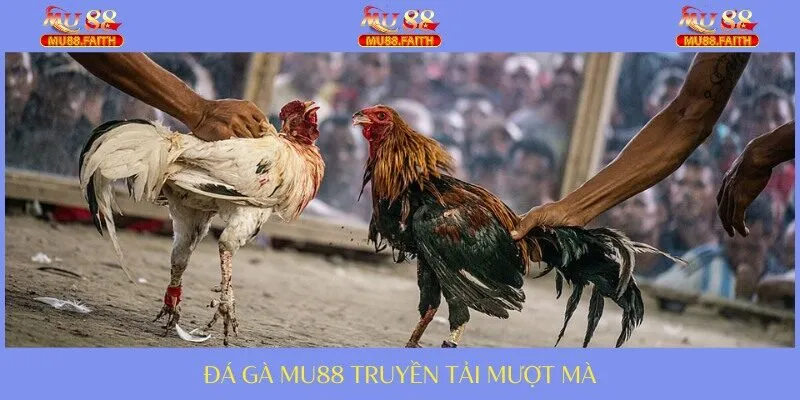 ĐÁ GÀ 4 Theo dõi các thước video chất lượng