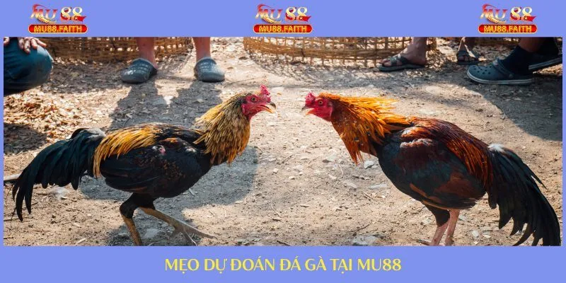 ĐÁ GÀ 8 Tips chơi hay từ các cao thủ