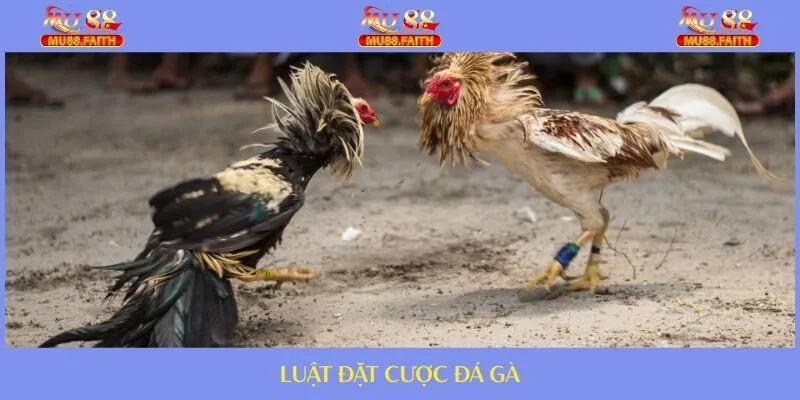 ĐÁ GÀ 7 Quy định về cược trong chọi kê