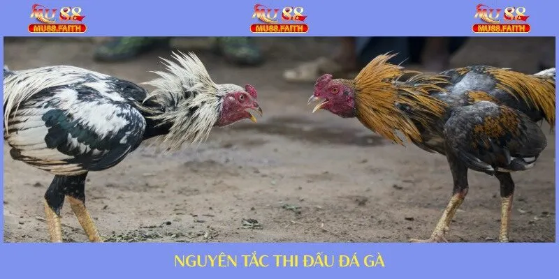 ĐÁ GÀ 6 Nguyên tắc thi đấu chính thức