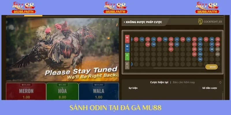 ĐÁ GÀ 3 ODIN đẳng cấp với giao diện hiện đại